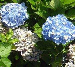 Hydrangea 'Blue Diamond' 6L