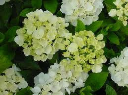Hydrangea 'Bridal Bouquet' 6L