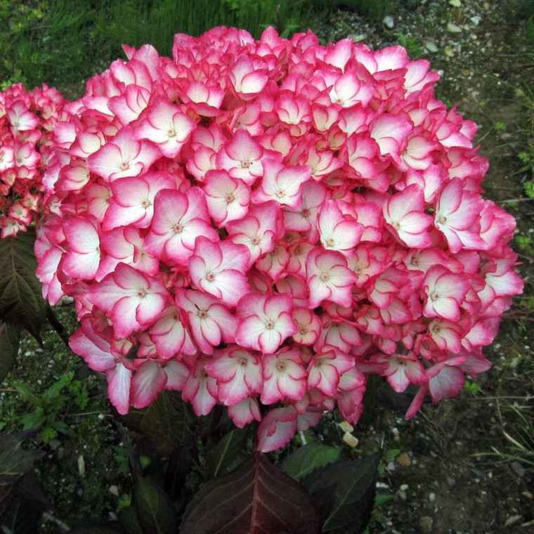 Hydrangea macrophylla 'Sabrina 6L