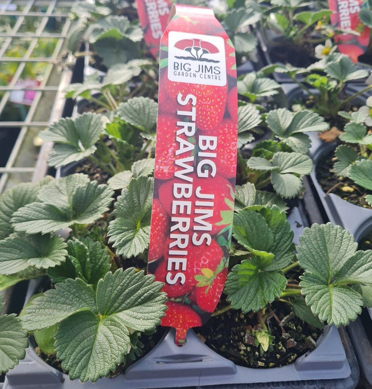 Strawberry 'Camarosa' 6 Pack 10cm