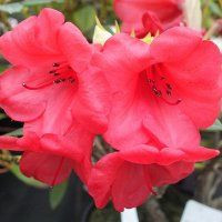 Rhododendron 'Elizabeth' 4.7L