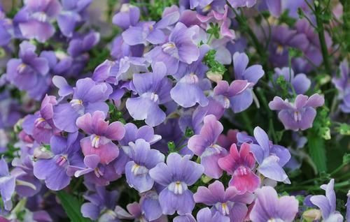 Nemesia 'Lilacberry' 14cm