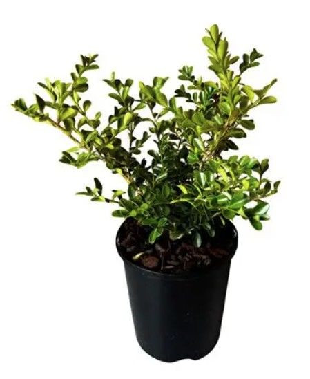 Buxus 'Renaissance' 1.9L