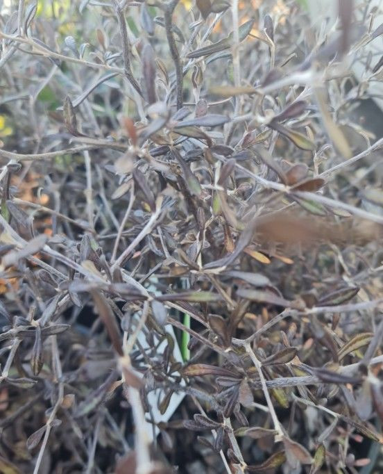 Corokia 'Silver Prince' 2L