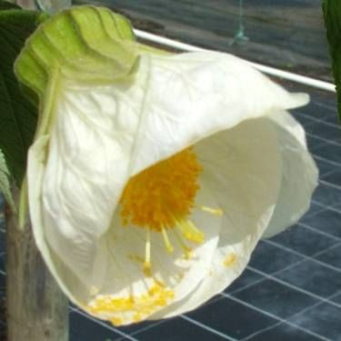 Abutilon 'Bowl Of Snow' 2.5L