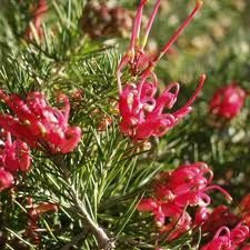 Grevillea 'Scarlet Sprite' 3.3L