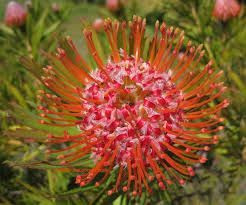 Leucospermum 'Tango' 1.5L