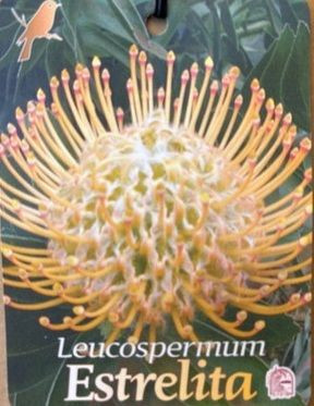 Leucospermum 'Estrelita' 1.5L