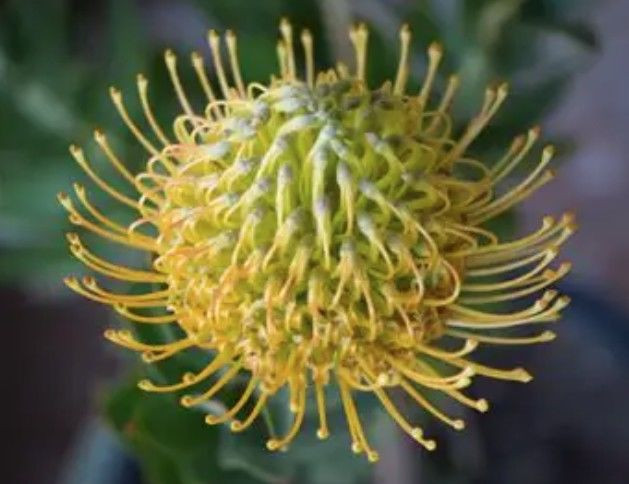 Leucospermum 'Goldie' 3.3L