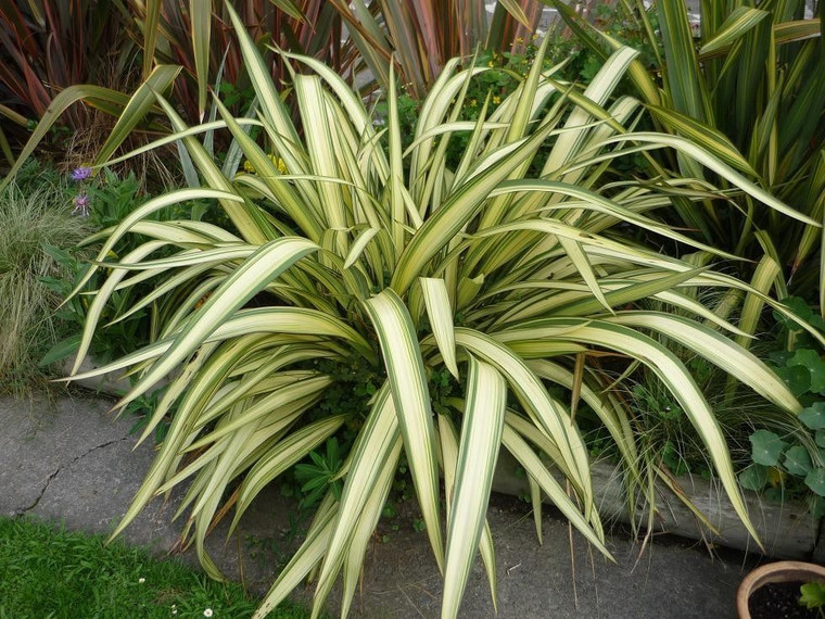 Phormium 'Cream Delight' 3.5L