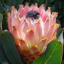 Protea magnifica 3.5L