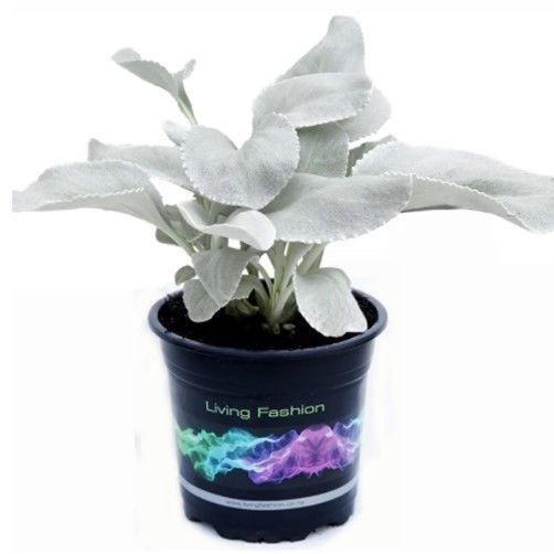Senecio 'Angel Wings' 1.5L