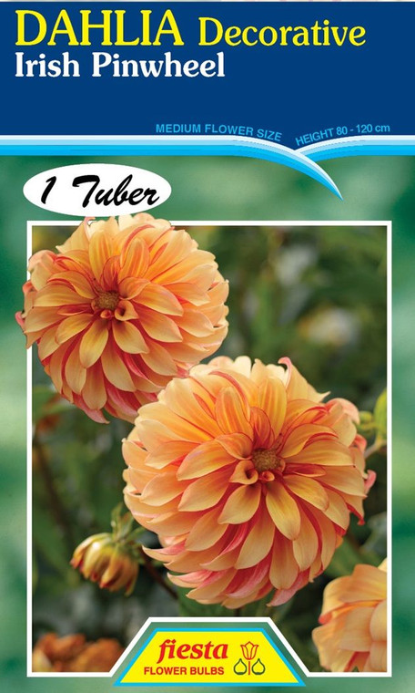Dahlia Decorative 'Irish Pinwh