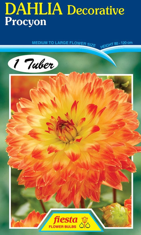 Dahlia Decorative 'Procyon'