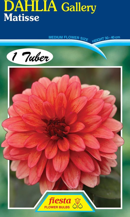 Dahlia Gallery 'Matisse'