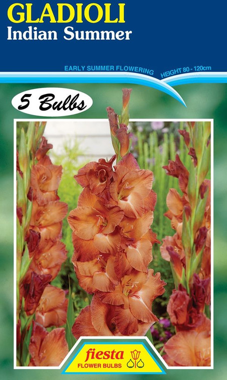Gladioli 'Indian Summer' 5's