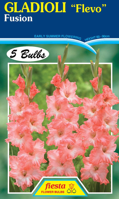 Gladioli Flevo 'Fusion' 5's