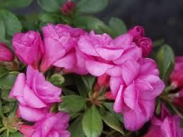Azalea 'Happy Days' 12.5cm