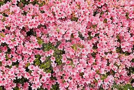 Azalea 'Kirin' 14cm