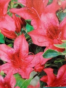 Azalea 'Mrs Kint Red' 14cm