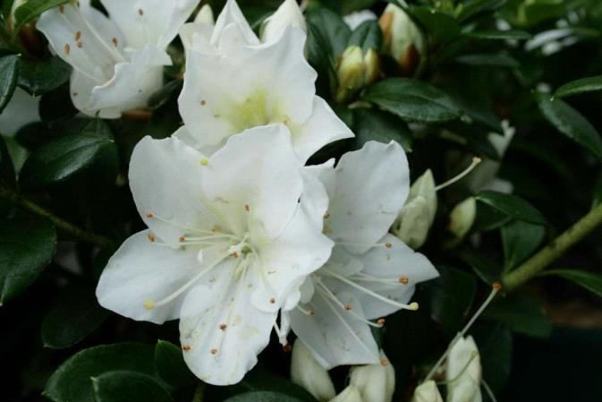Azalea 'Mrs Kint White' 14cm