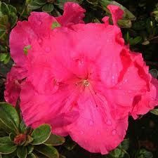 Azalea 'Only One Earth' 14cm