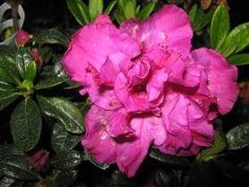 Azalea 'Violacea Multiflora' 12.5cm