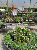 Premium Potted Colour 170 mm