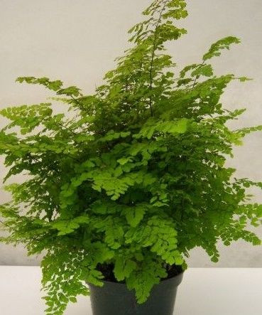 Adiantum raddianum 'Ocean Spra 12cm