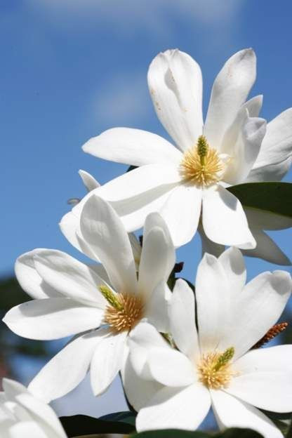 Magnolia 'Fairy White' - Stand 15L