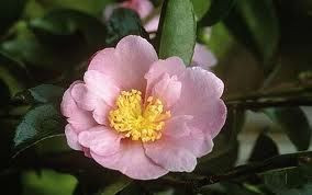 Camellia s 'Plantation Pink' 3.5L