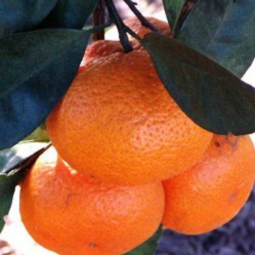 Citrus 'Mandarin Burgess Scarl PB12