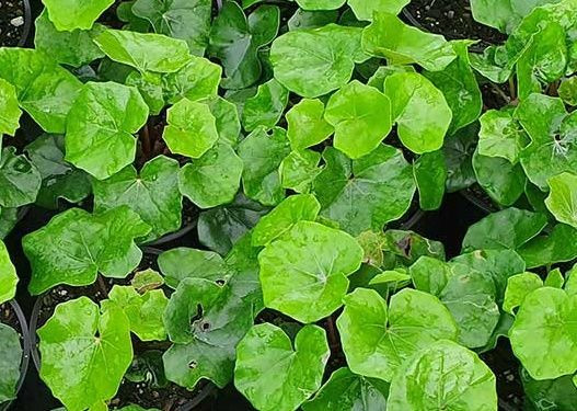 Ligularia 'Rukuhia Beauty' 1.5L (100496) 1.5L