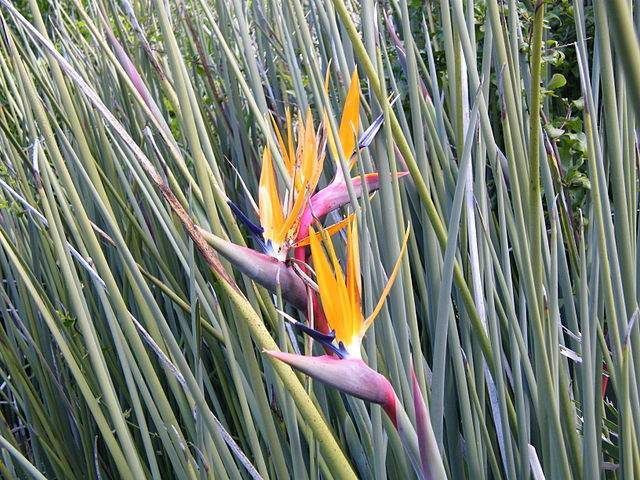 Strelitzia juncea 4L