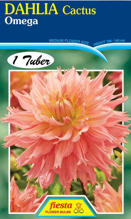 Dahlia Cactus 'Omega'