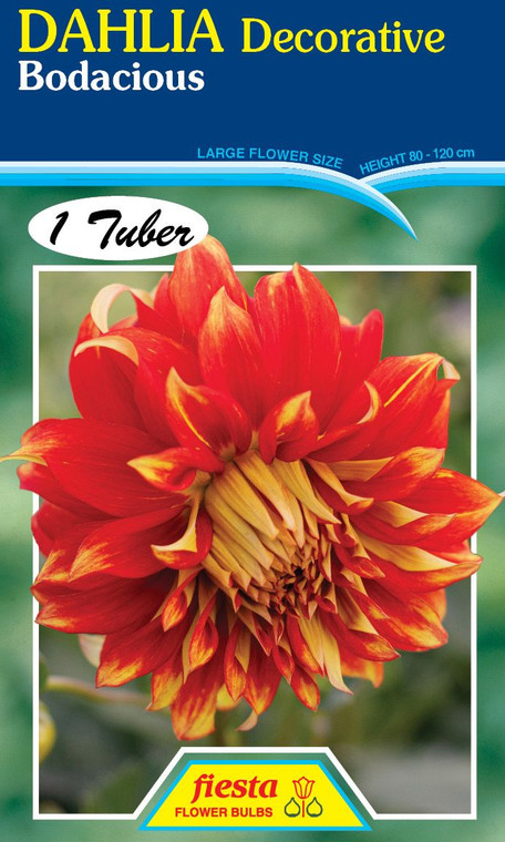 Dahlia Decorative 'Bodacious'