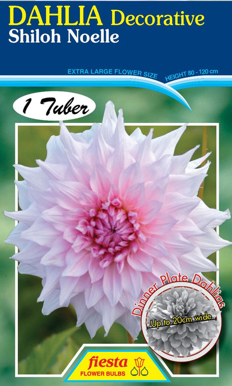 Dahlia Decorative 'Shiloh Noel