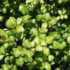 Pittosporum 'Tandarra Gold' 3.5L (80524) 2.5L