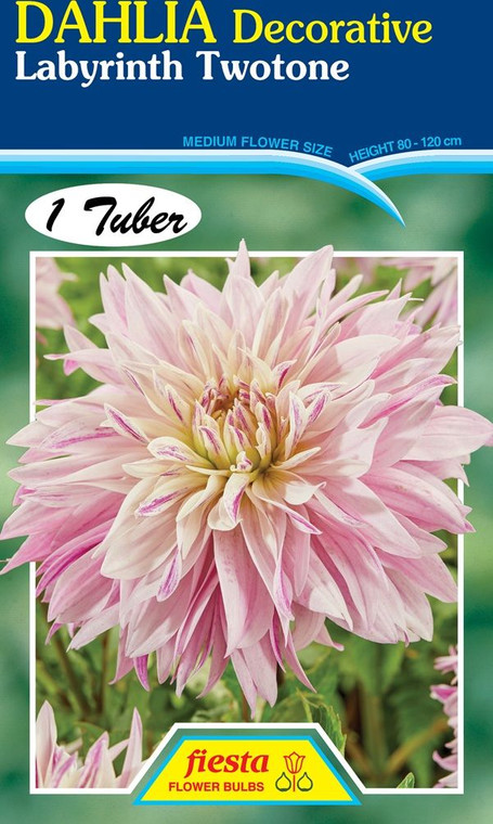 Dahlia Decorative 'Labyrinth T