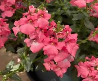 Diascia barberae 'Trinity Pink 1.5L