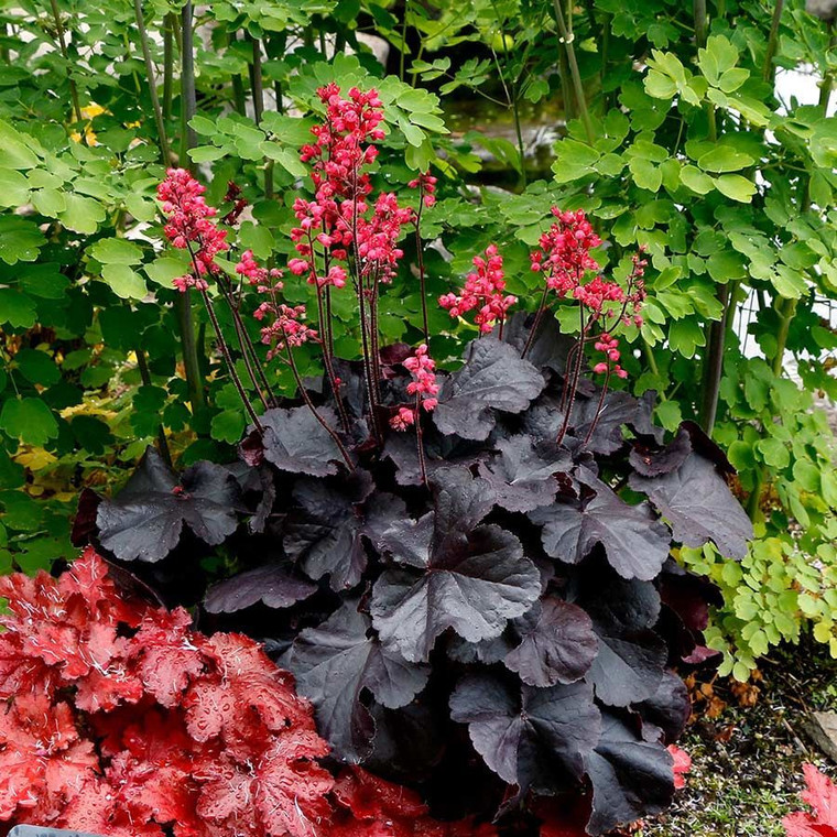 Heuchera 'Black Forest Cake' 14cm