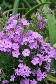 Phlox 'Minnie Pink' 9cm