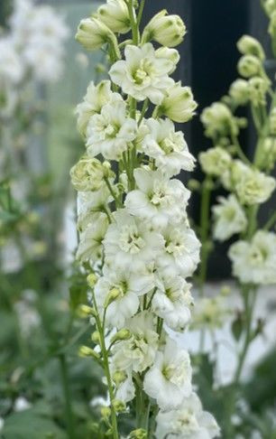 Delphinium 'New Dawn' 1.25L