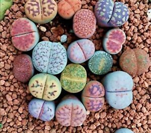 Lithops Potted Assorted GOL