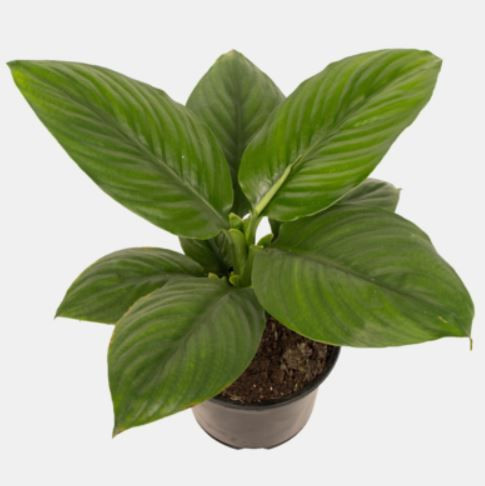 Spathiphyllum 'Sensation' Dwar 14cm