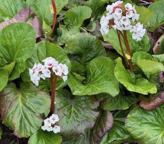 Bergenia 'Wanaka Snow' 9cm (100188) 14cm