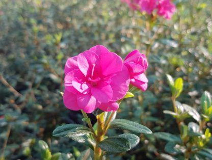 Azalea 'Paradise Elfin' 12.5cm