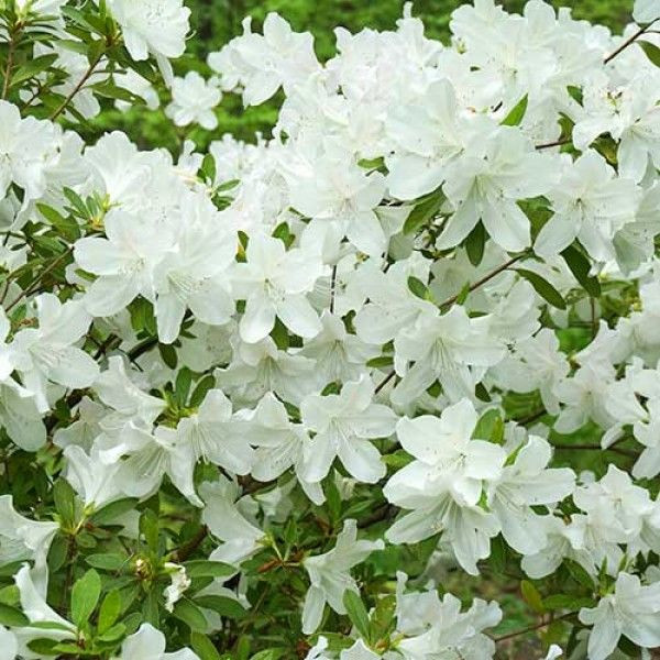 Azalea 'Magnifica Alba' 12.5cm