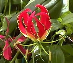 Gloriosa 'Rothschildiana