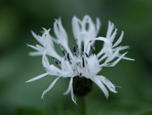 Centaurea 'Caerulea' x oassaea 1.5L